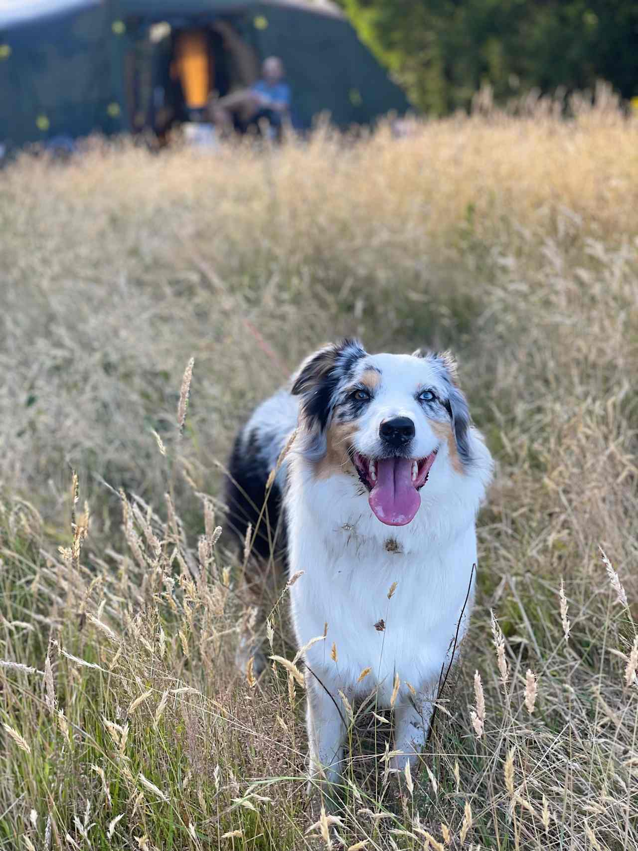 Although she was full of grass seeds, she loved her camping trip