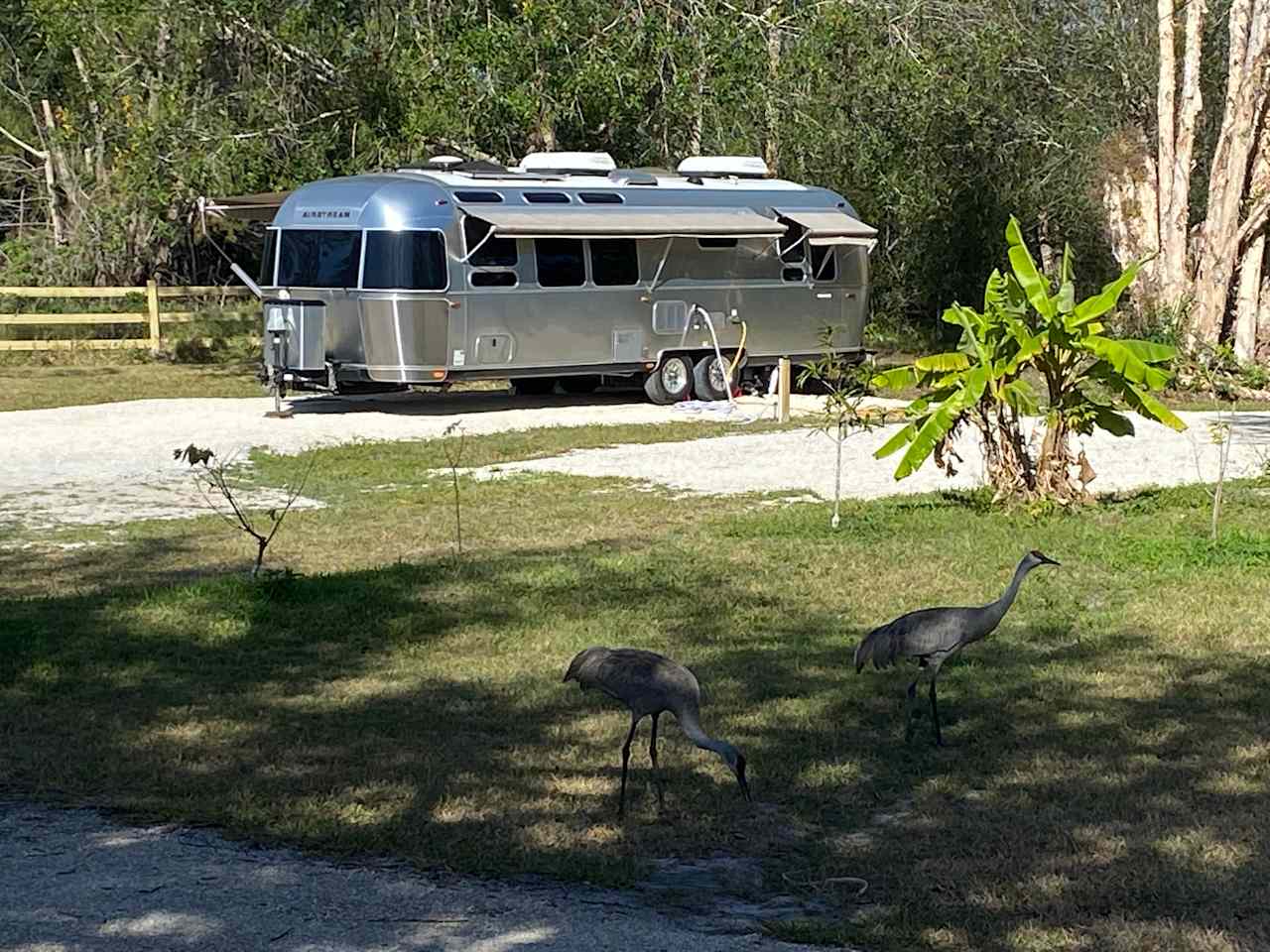 Cute little pair of Sandhill Cranes stopping in for a visit.  