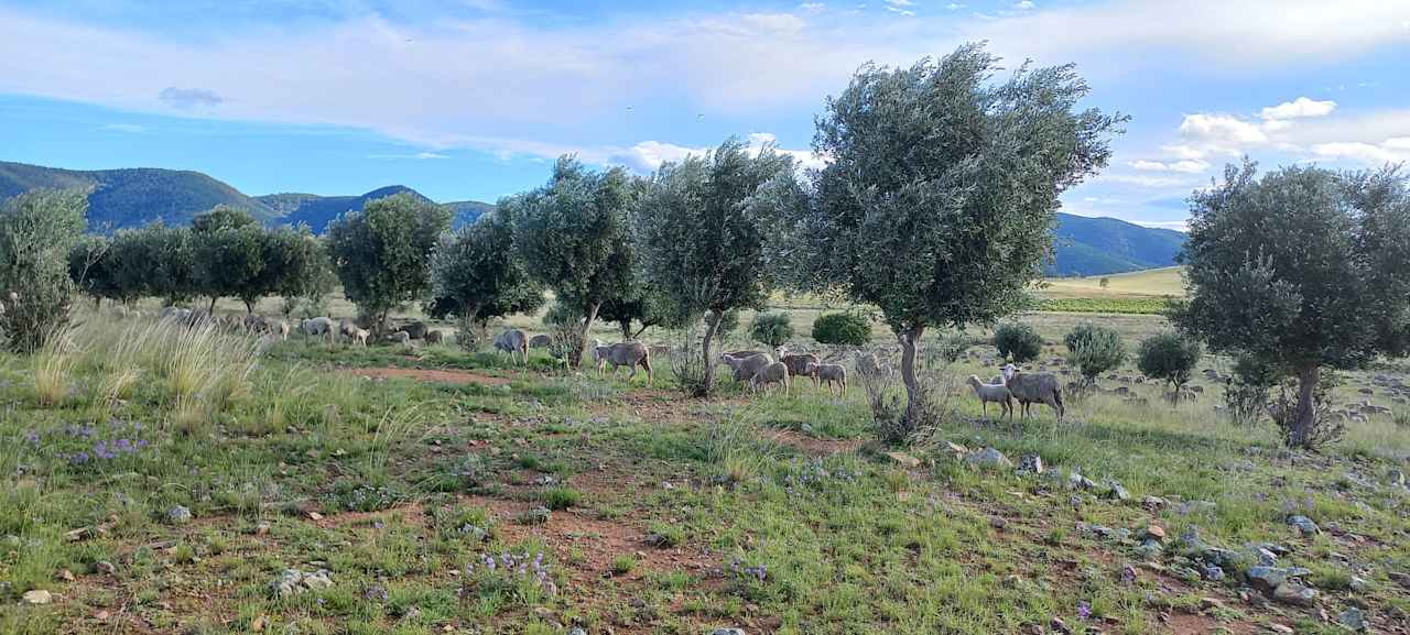 sheep amongst the olive trees