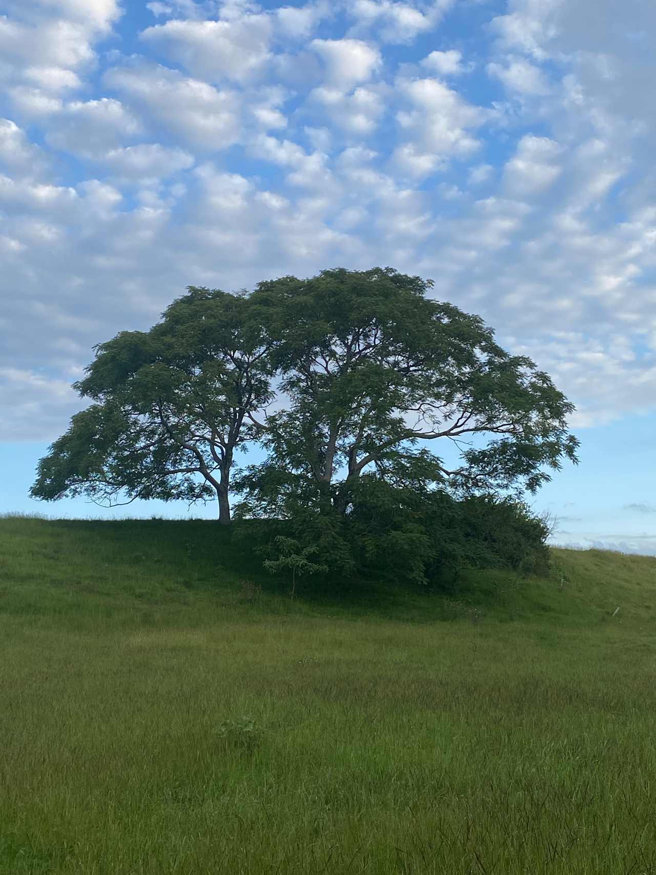 Tree facing east