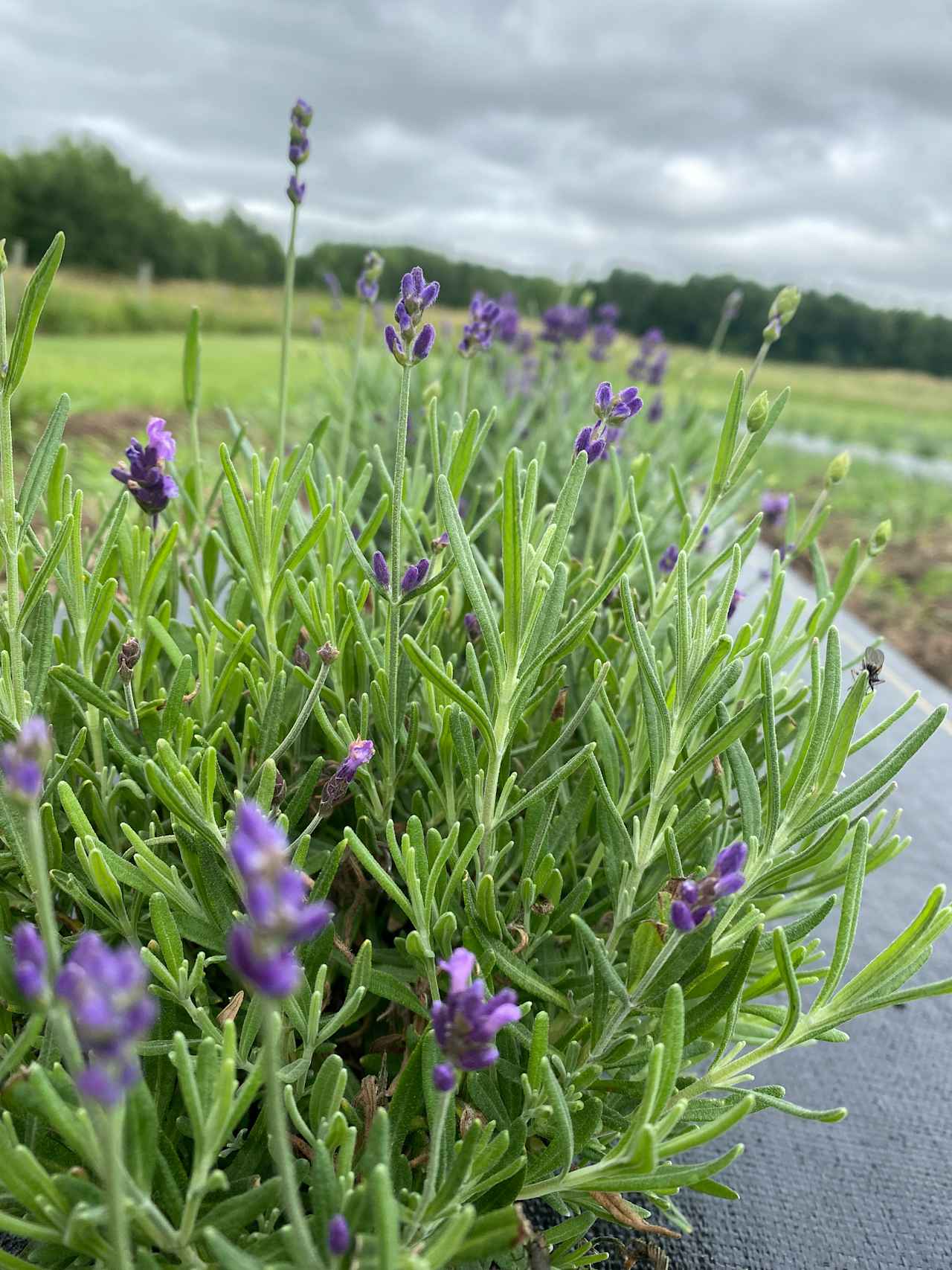 We Love Lavender