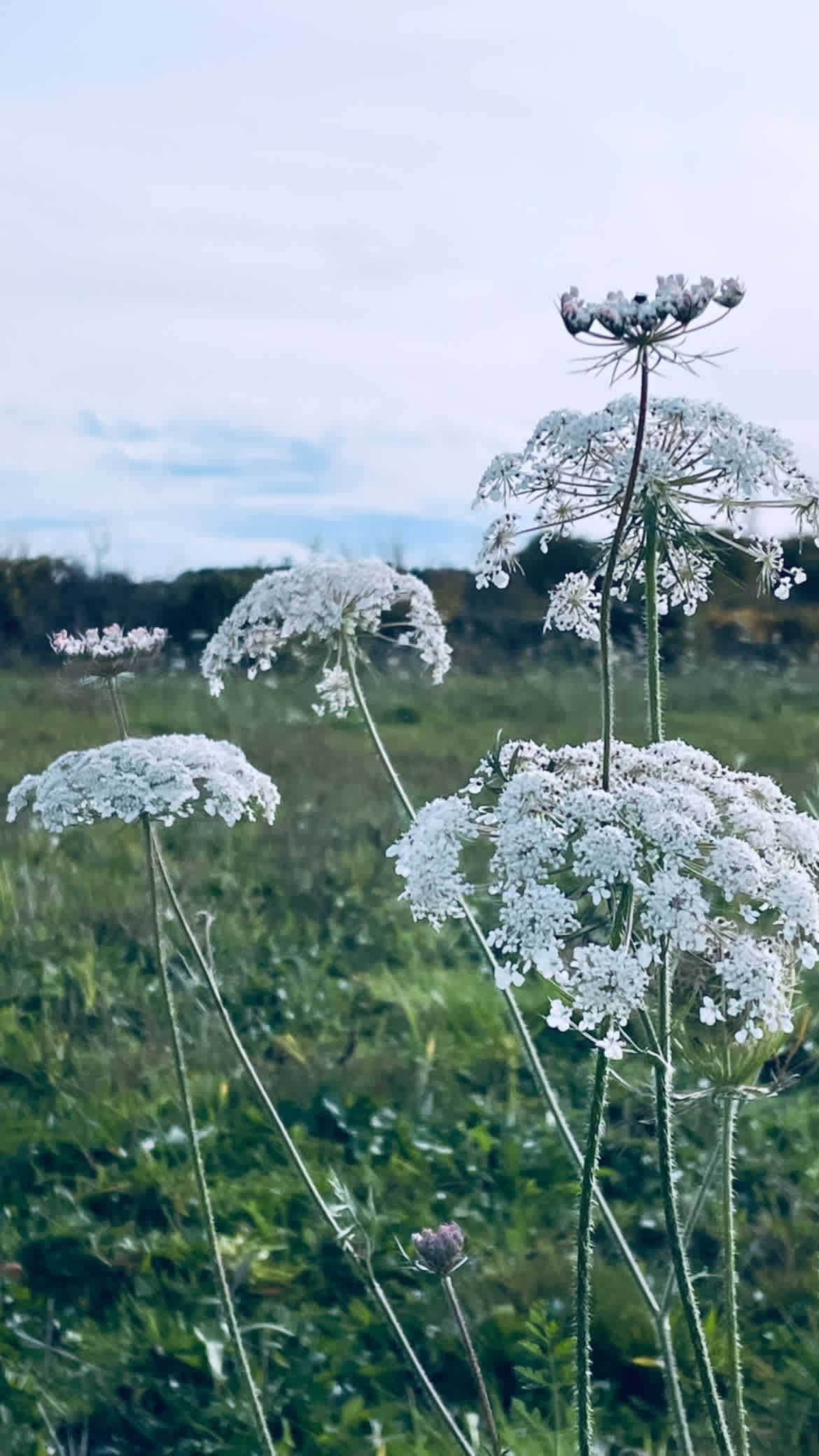 The Meadow