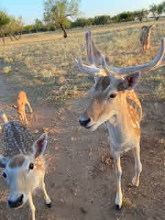 Feeding the deer