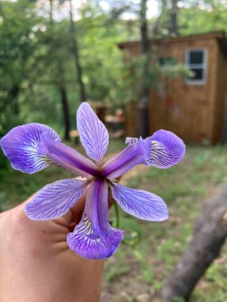 Wildflowers