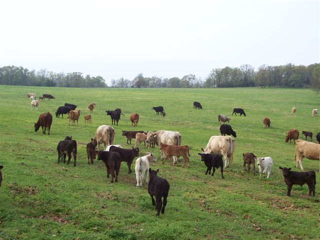 Ranch cattle in the Pecan Field.  We sale farm raised beef.