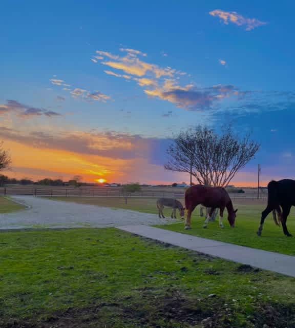 Mustang 2nd Chance Ranch