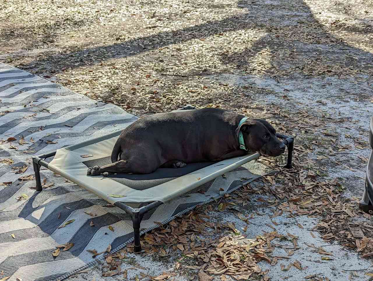 Abby enjoying a relaxing day 