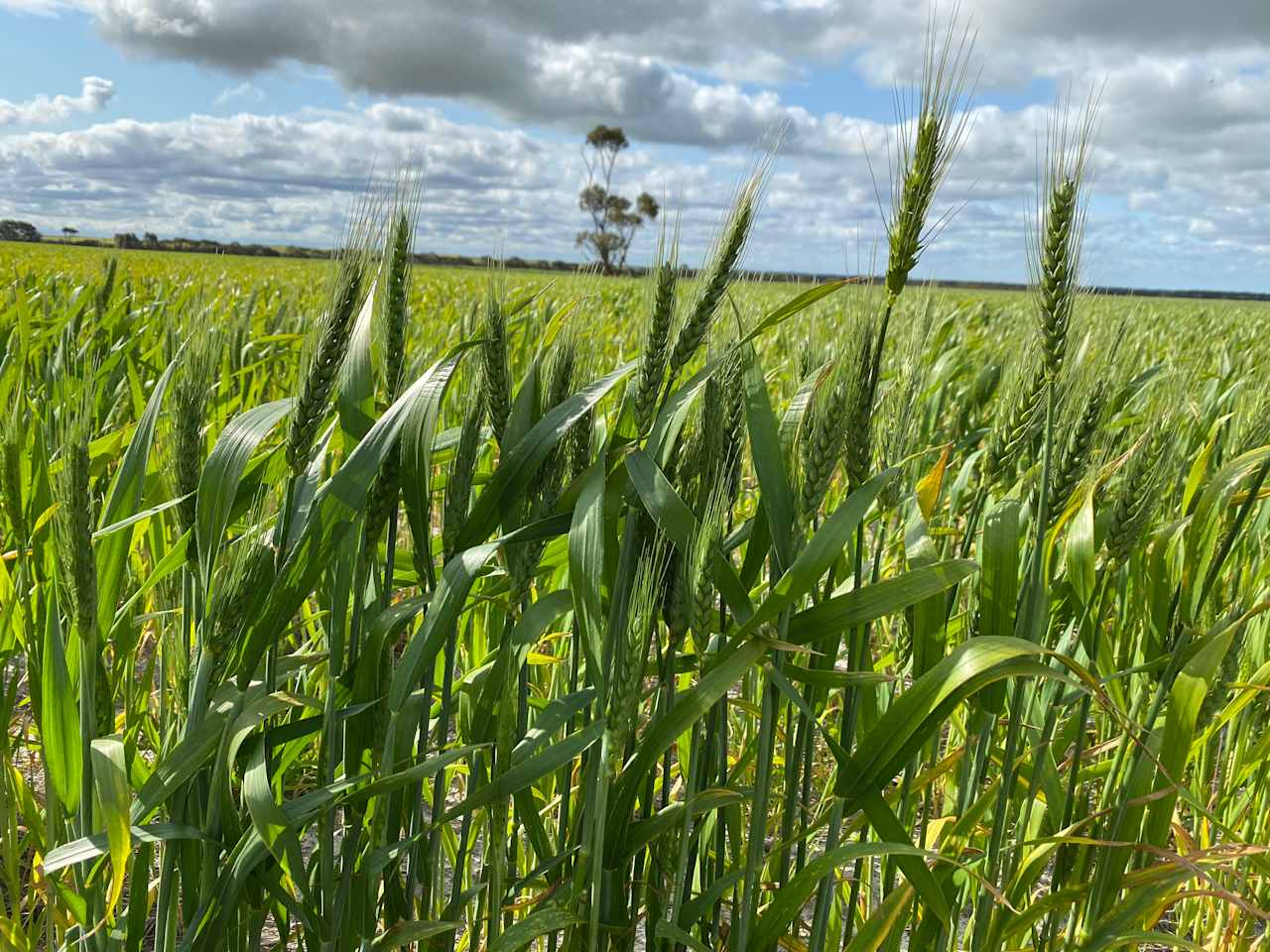 Depending on when you choose to stay with us, depends on what activities are happening on the farm. Farm tours are available by request