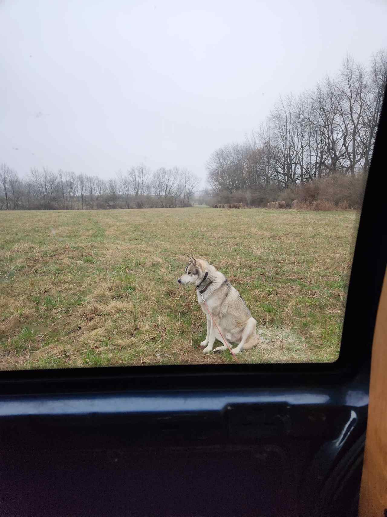 Loki enjoying waking up in the field