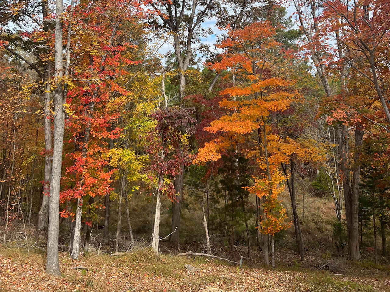 Rural Chapel Hill Forestry Stay