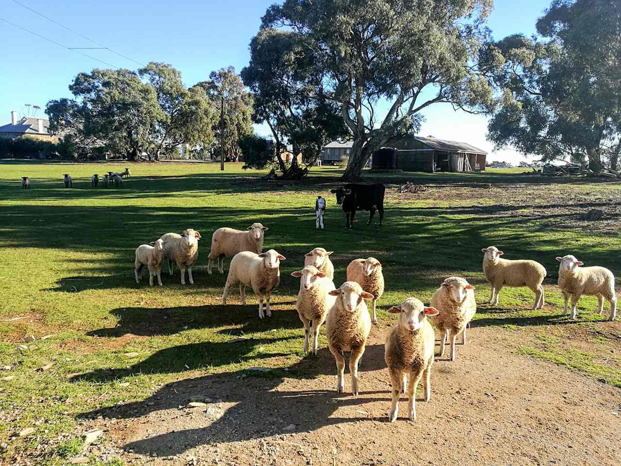 Cartapo Creek - Hobby Farm