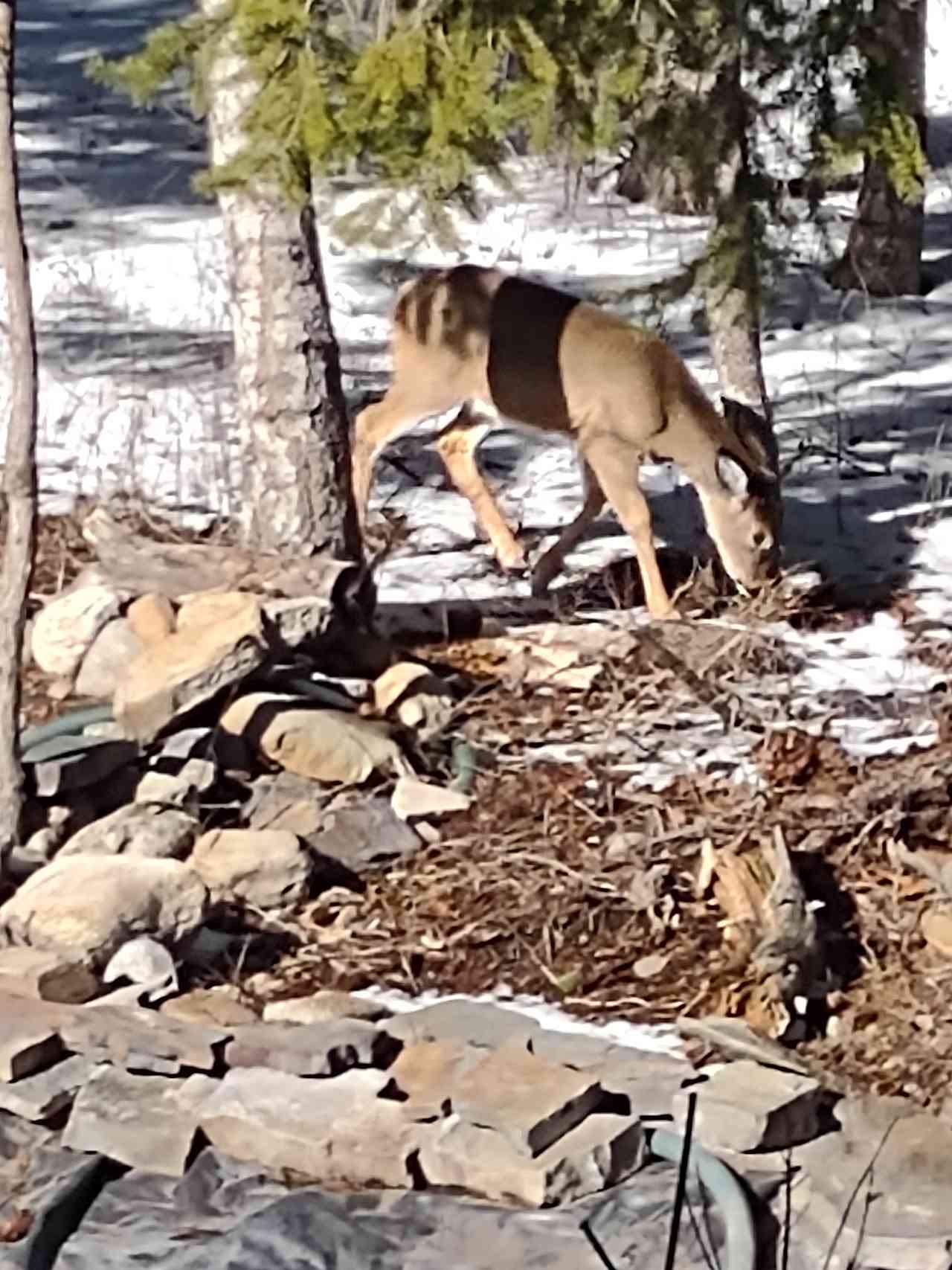 The Mad Moose Ranch