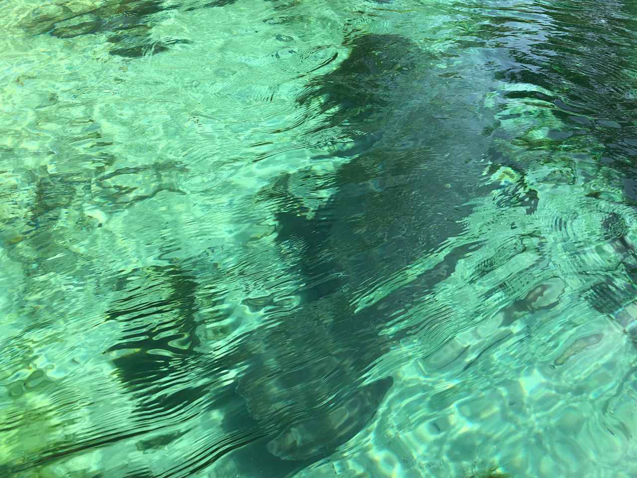 Manatees!!! At the beautiful Homosassa Springs gorgeous water!!!