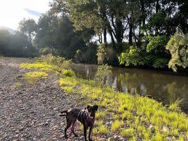 Dungog Horseshoe Camp