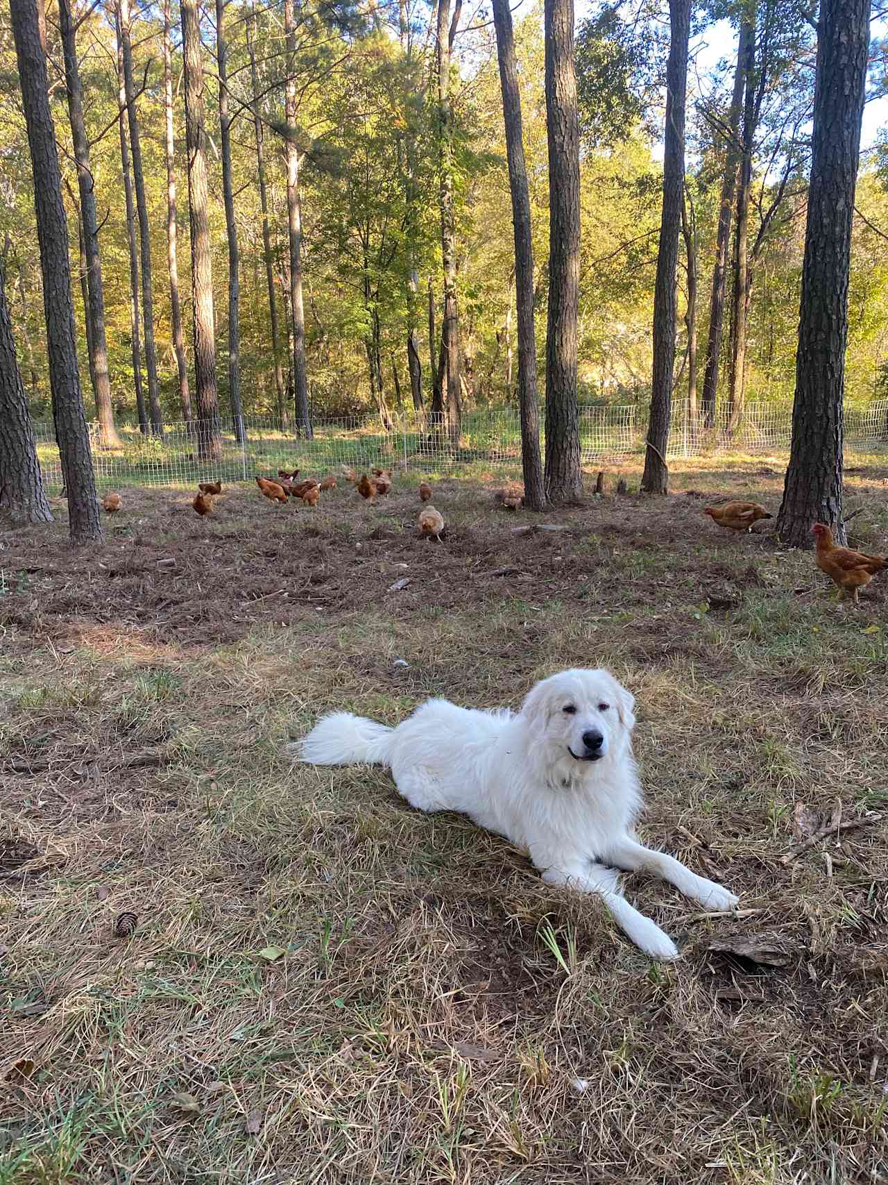 Smoky taking care of his flock!