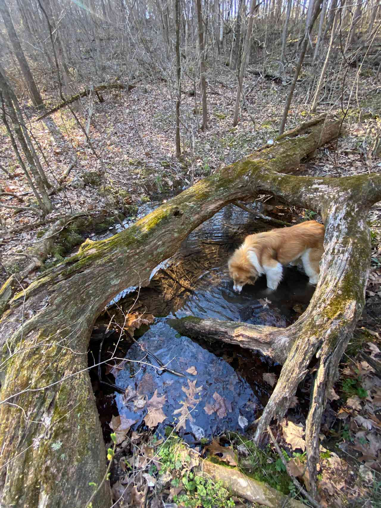 Bandit loves the spring