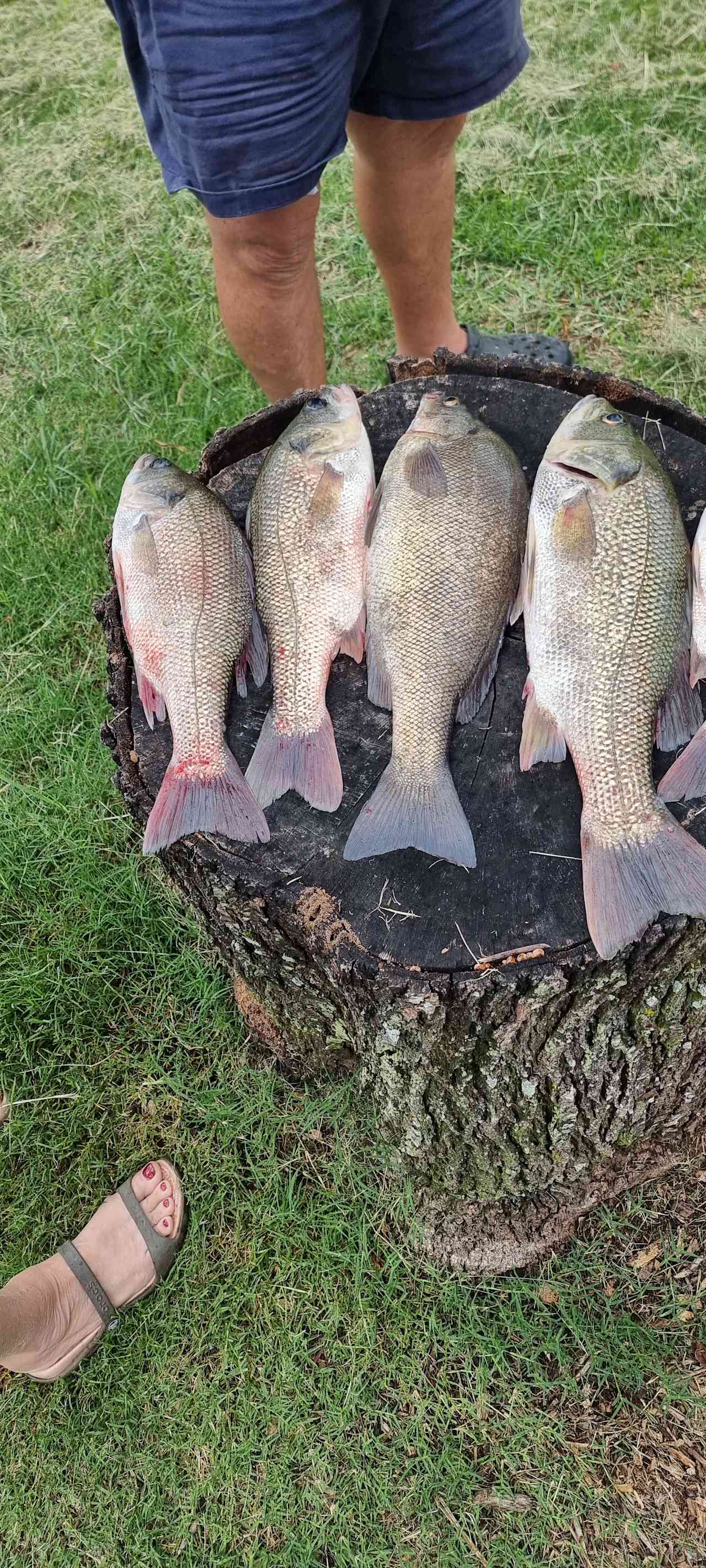 River Run Farm Camping