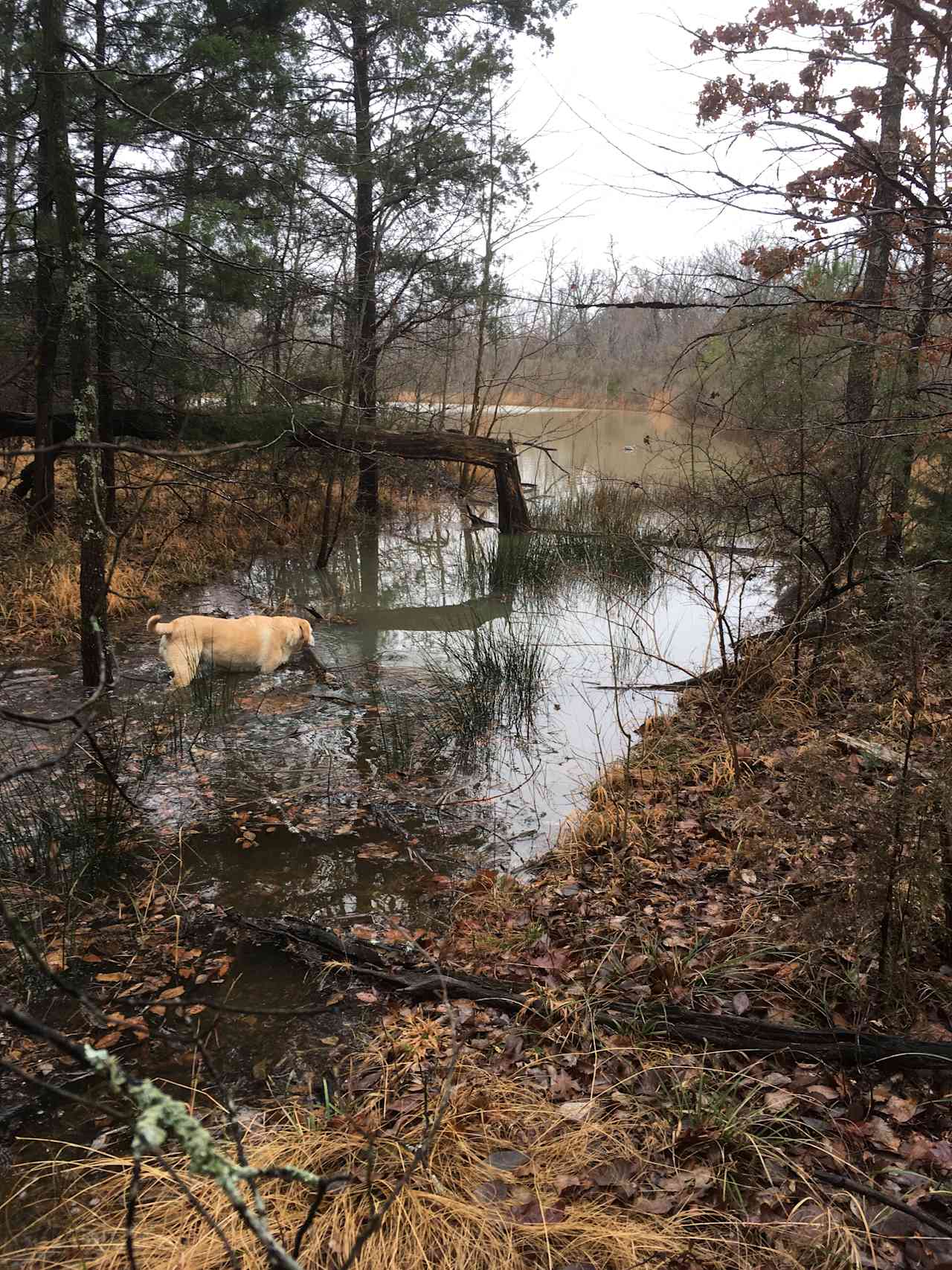 Our dogs enjoying some swimming time