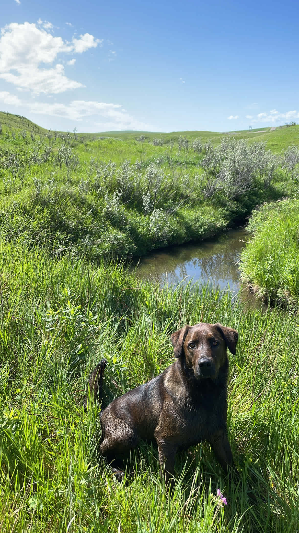 Coulee Creek