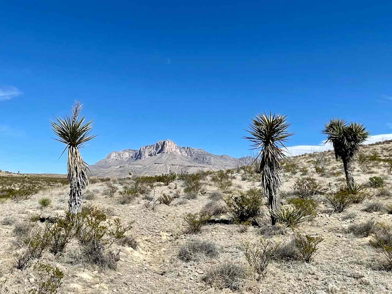 I call this spot "Three Yuccas" ... you know, since there are three yuccas.