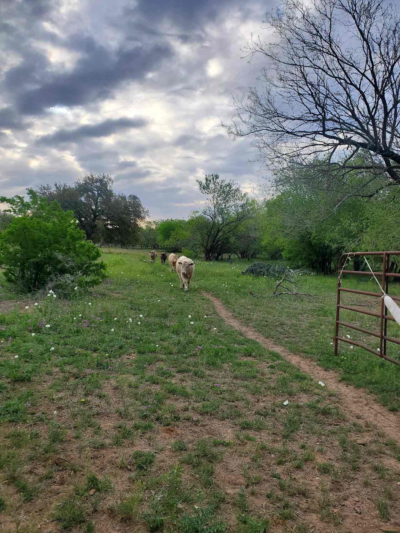 Collins C.’s Land