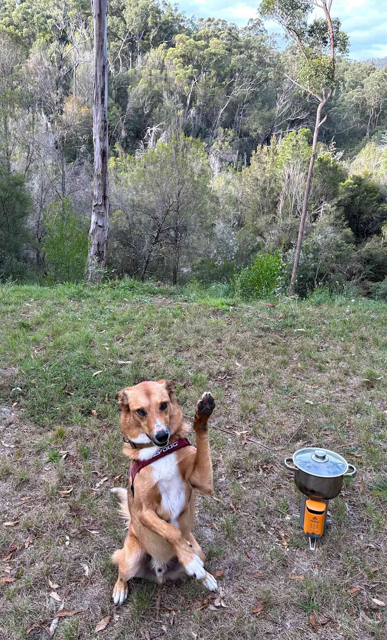 Thurra Bush Camping 