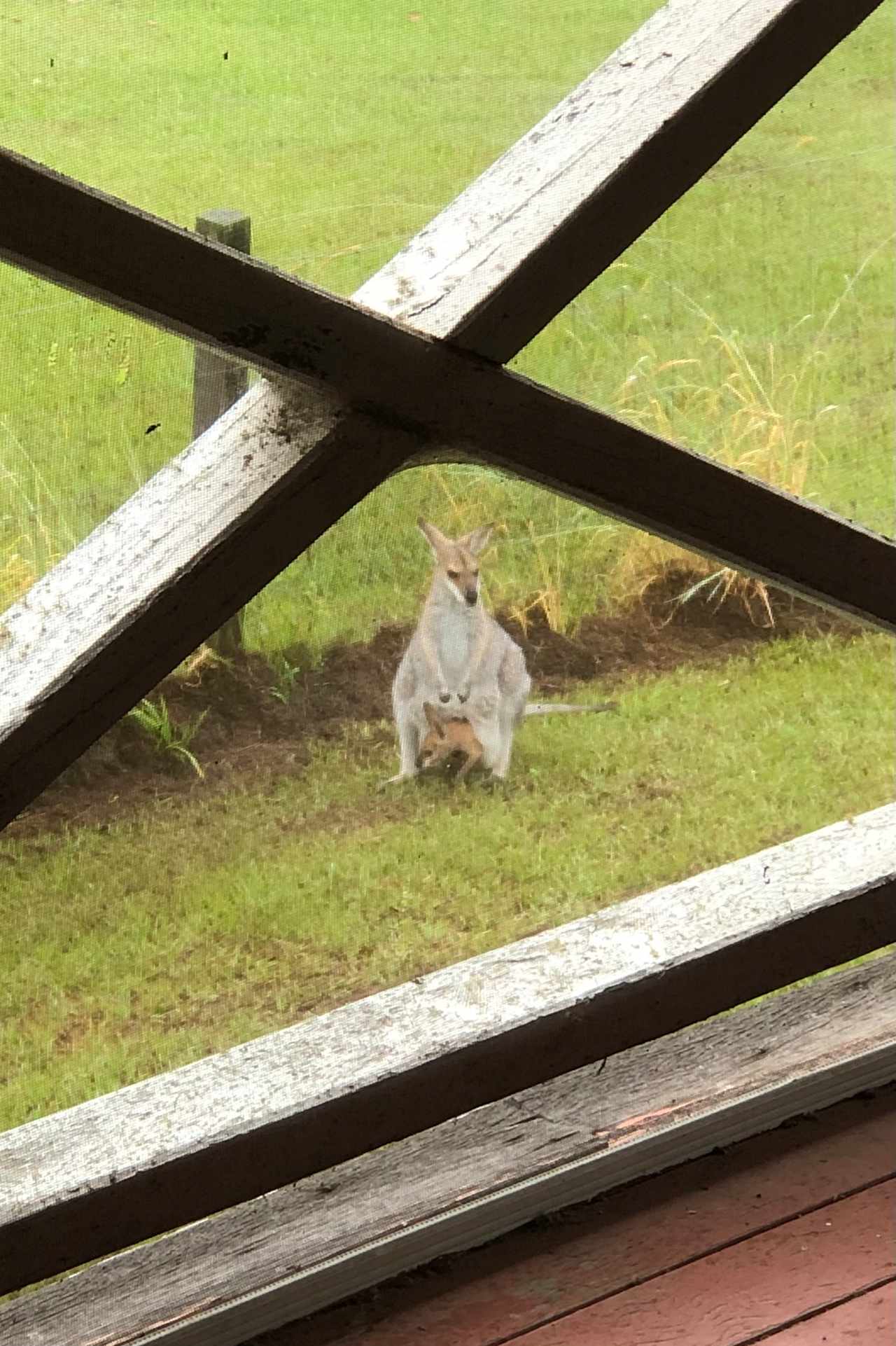 Pretty wallaby mumma and bubba in the house yard today….. they frequent the camp grounds as well. 

March 2023