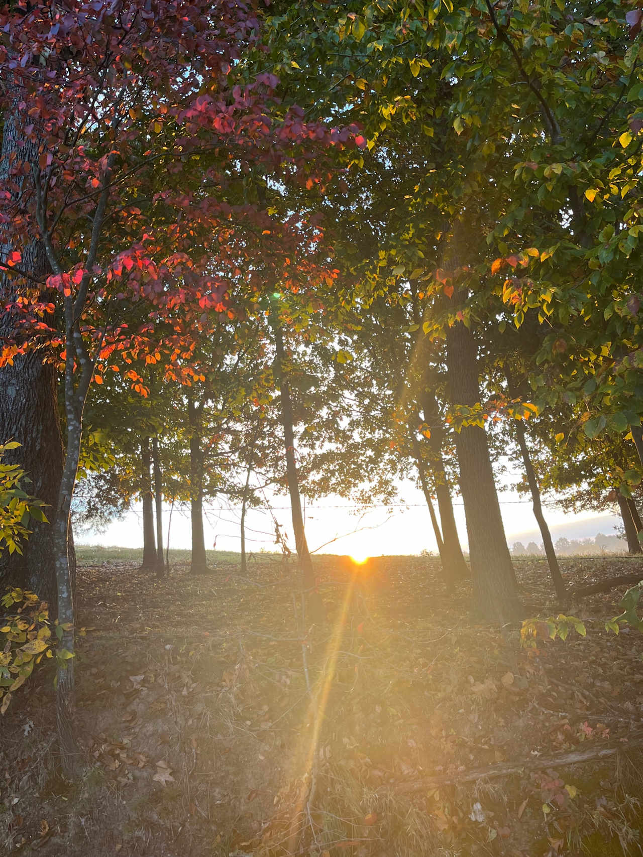 Hello Sunshine! Good morning on the farm :)