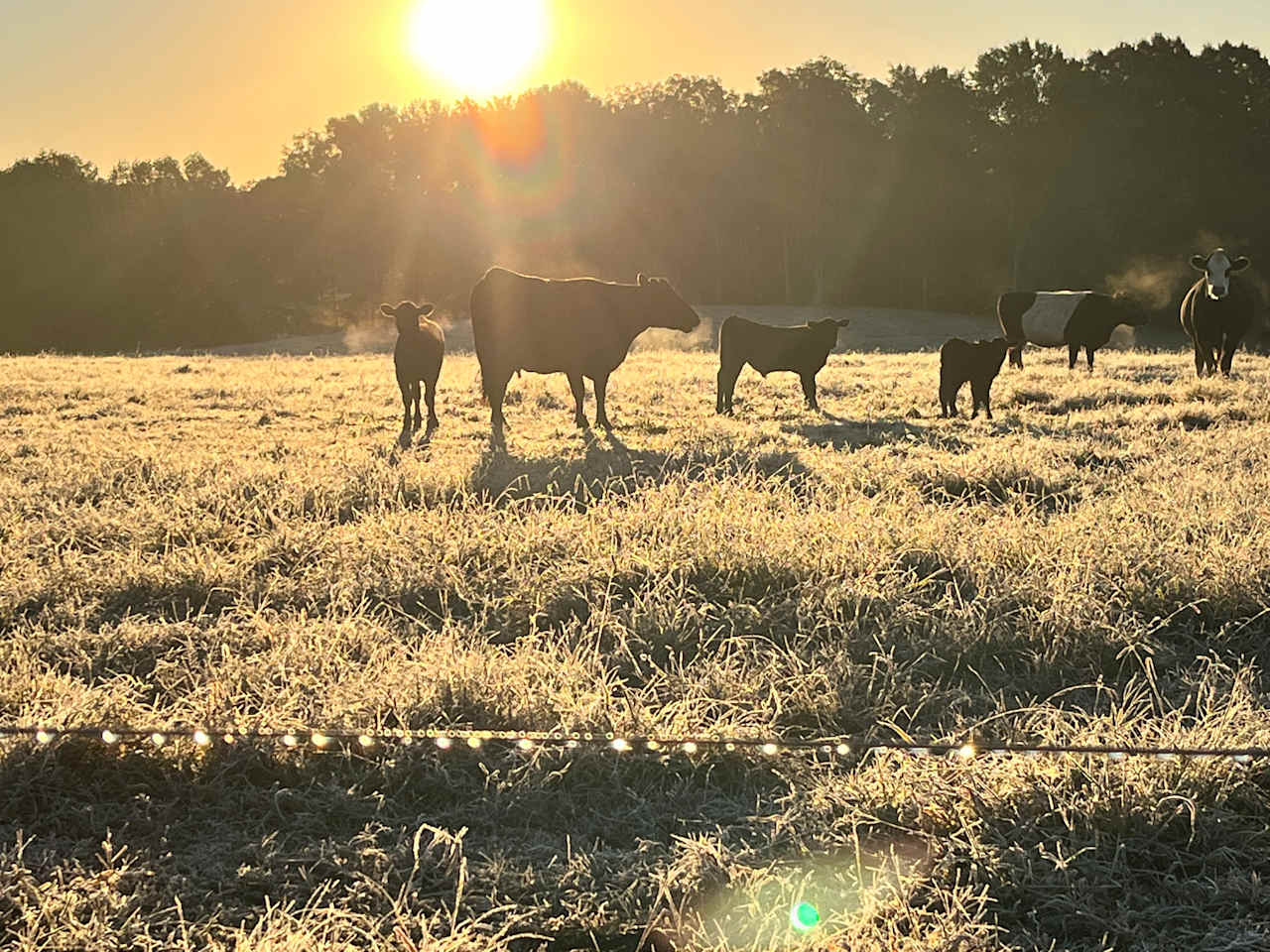 Morning View Farms