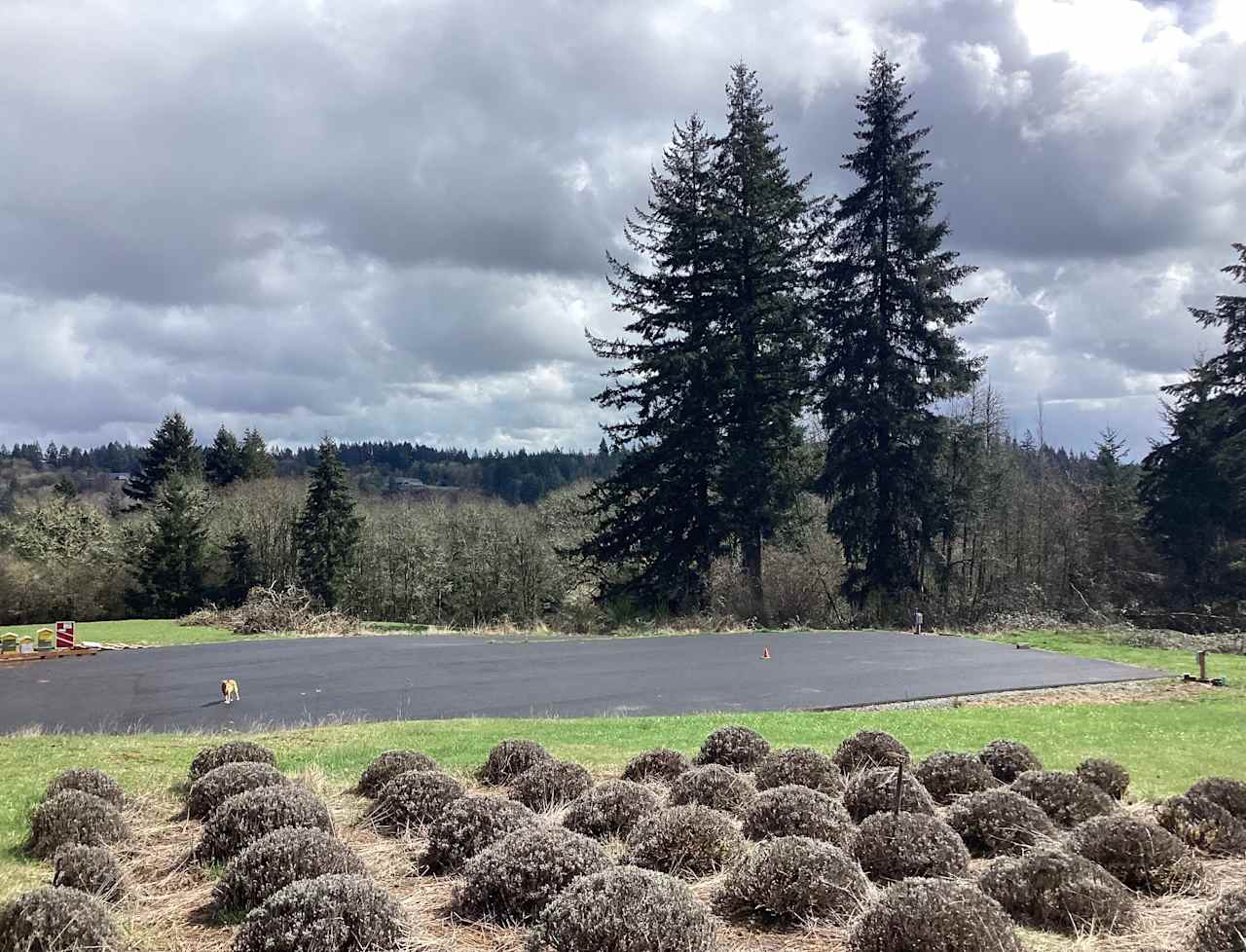 Lavender Farm