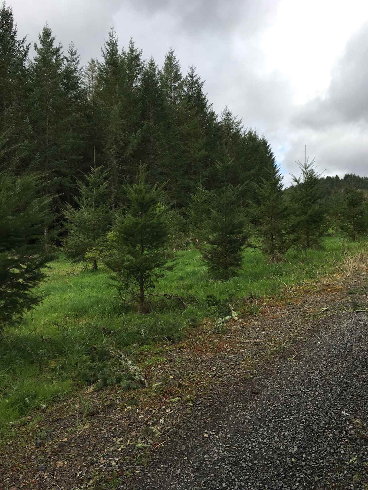 Shearer Farming and Camping