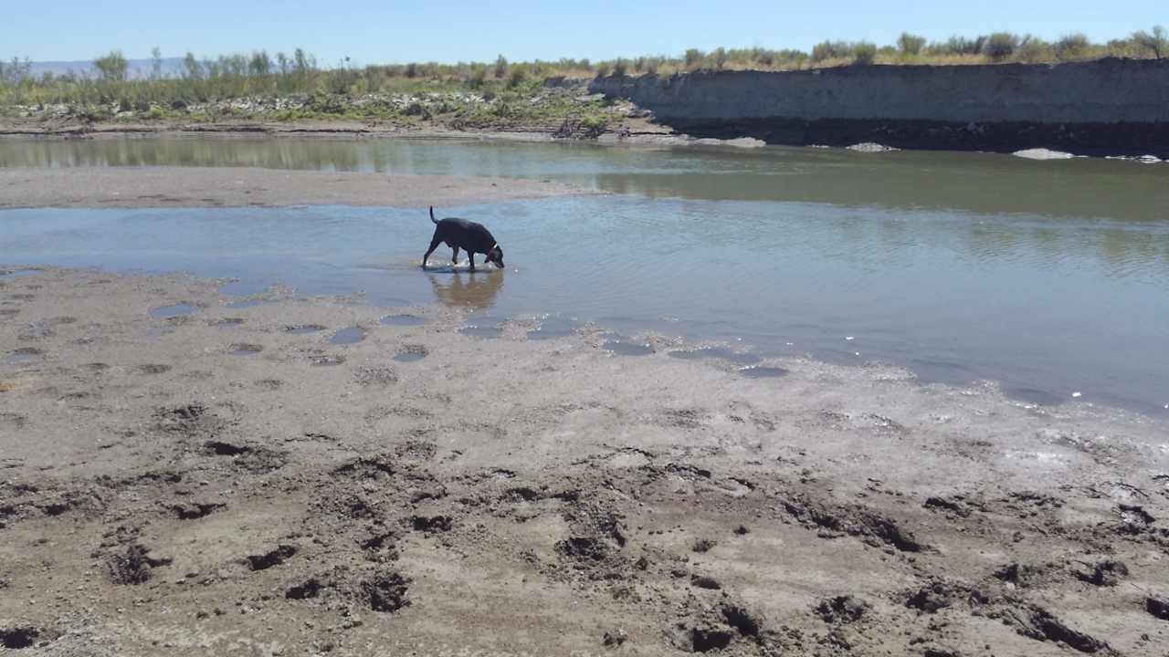 Makani playing in the Humboldt River, South of Antelope Run Ranch