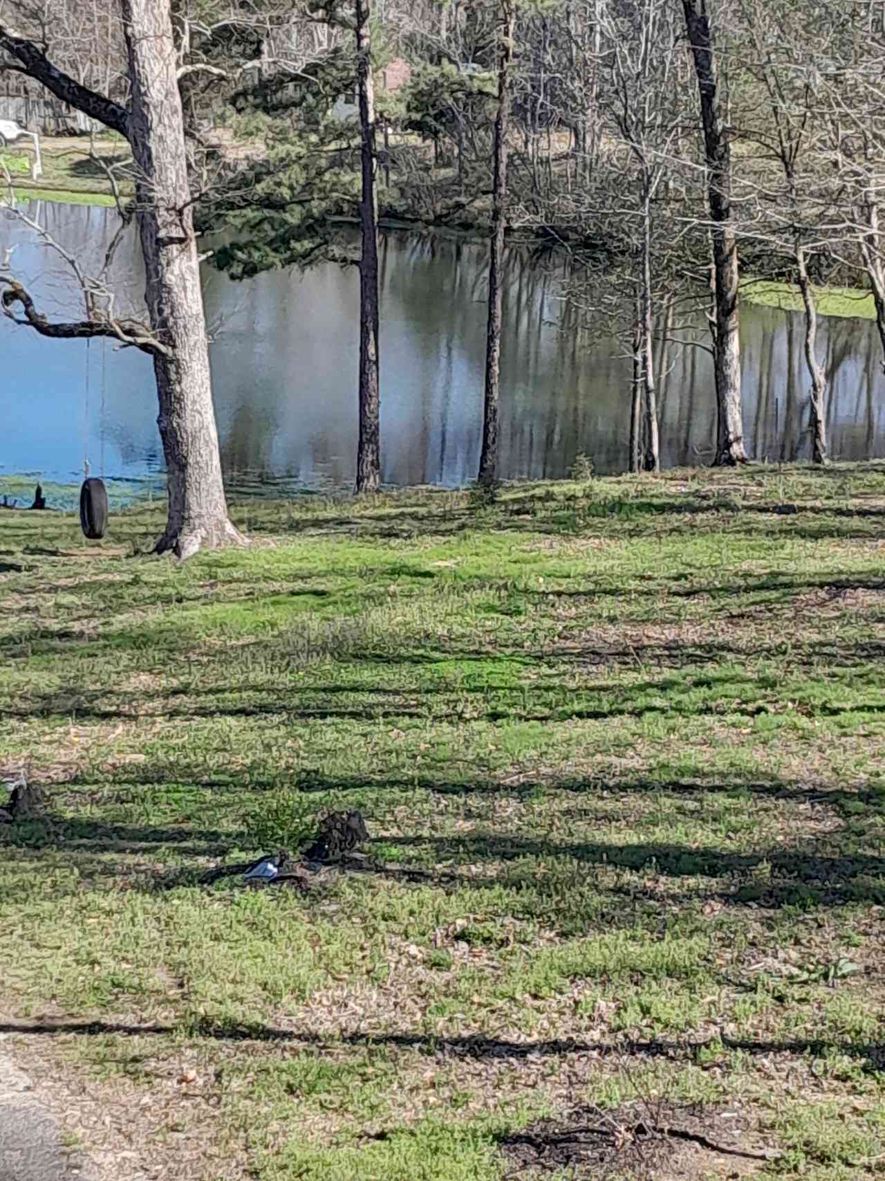 Upper Spring fed pond