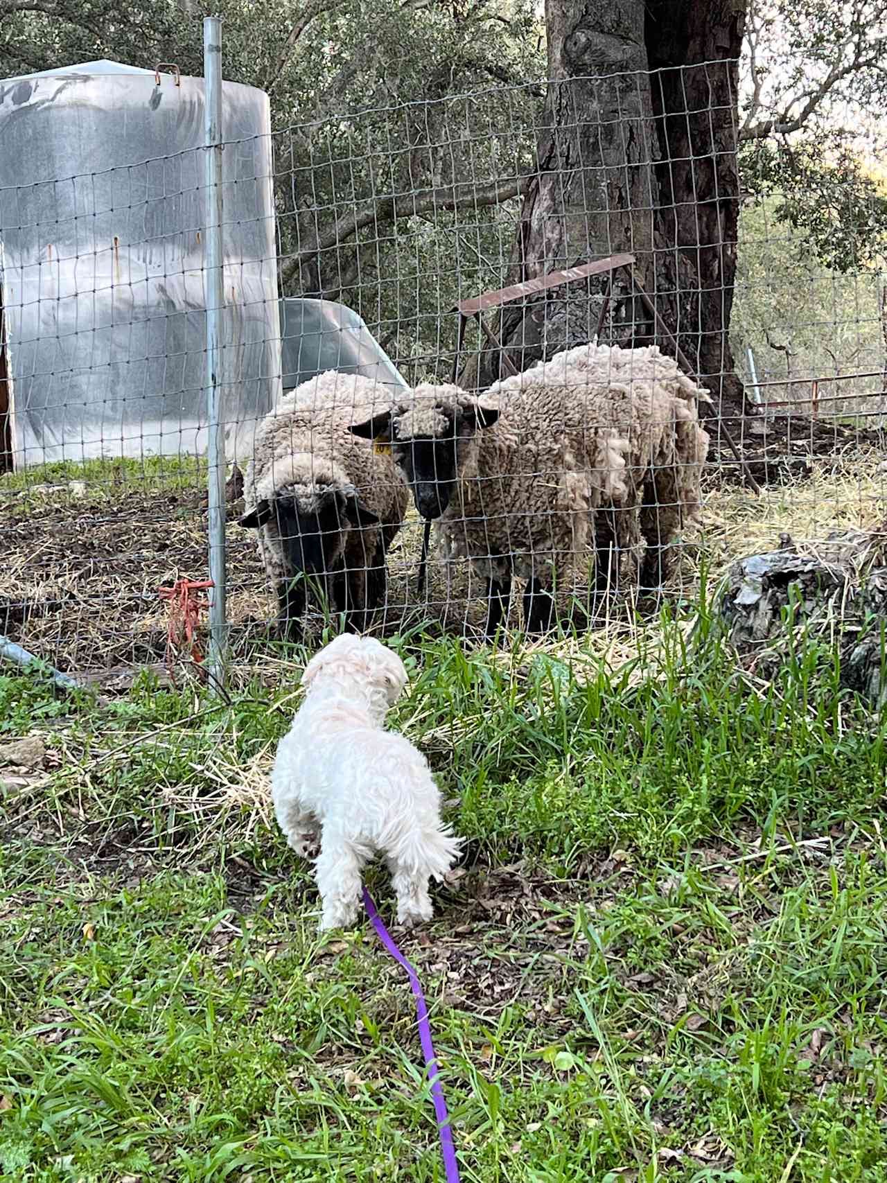 The sheep were very interested in my dog. Super cute. 