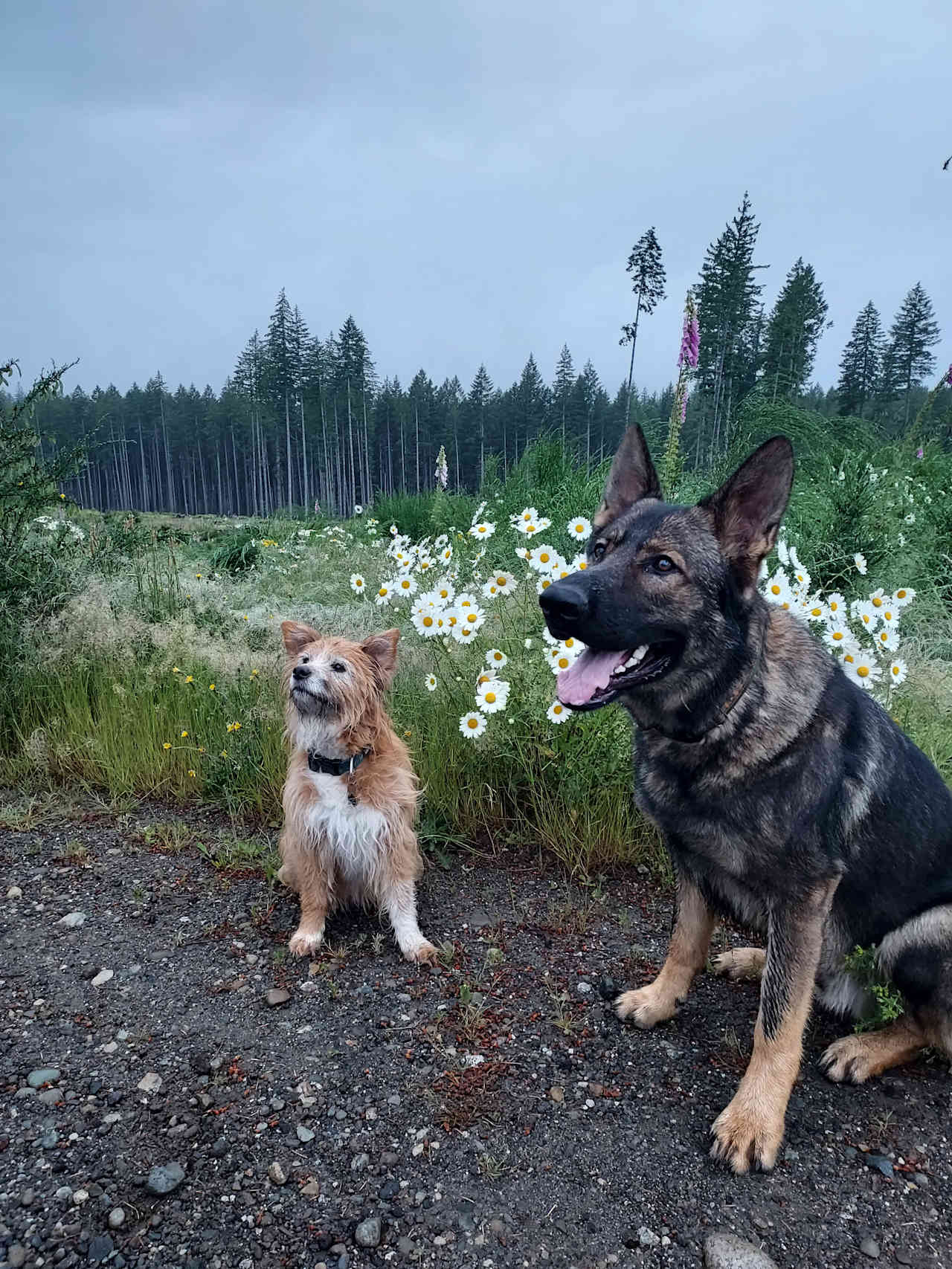 Two of our sweet resident dogs, Daisy on the left and Bacchus on the right. Bacchus is still a pup and loves to play fetch and play with kids.