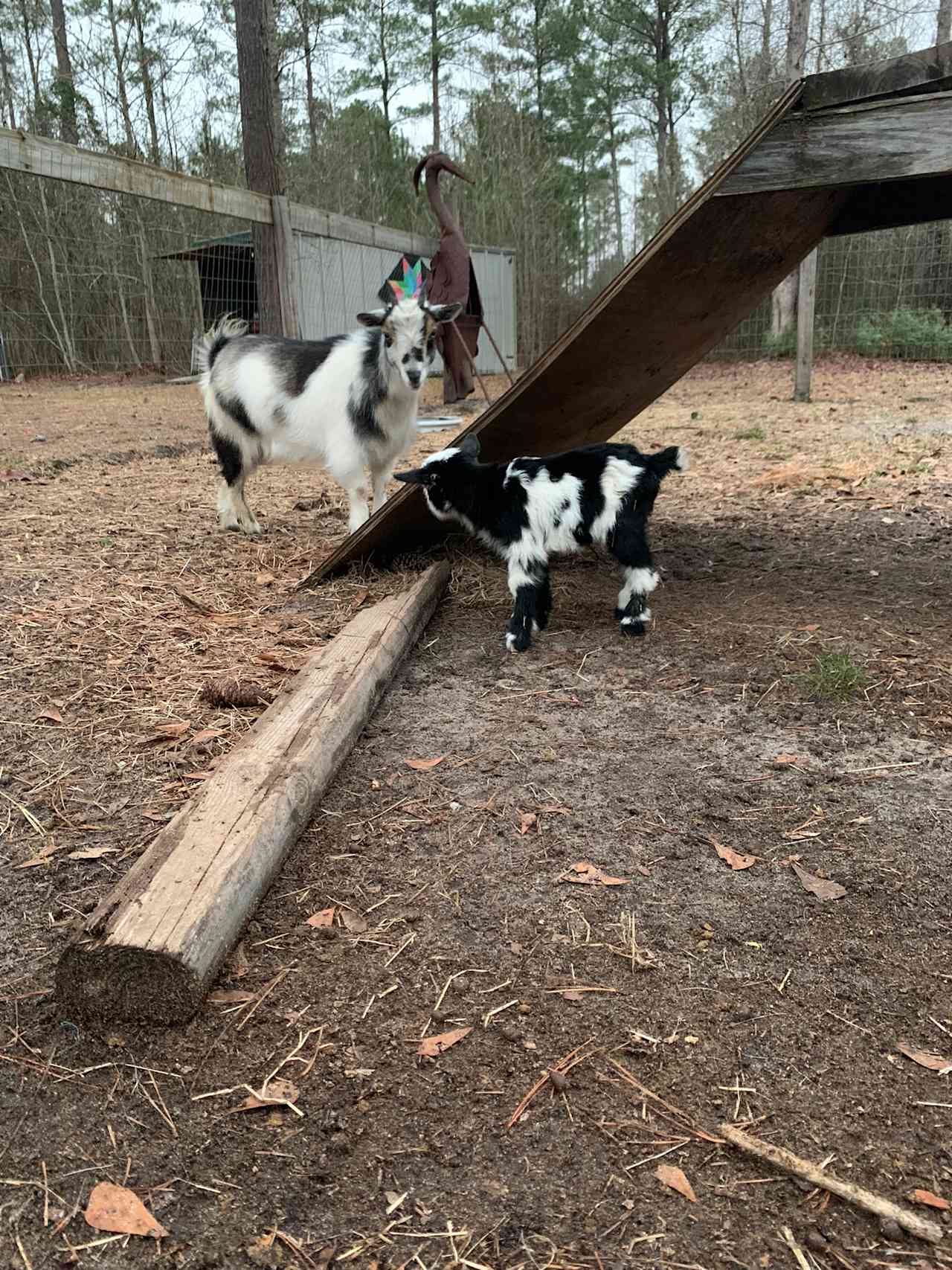 Charlotte's Whispering Pine Farm