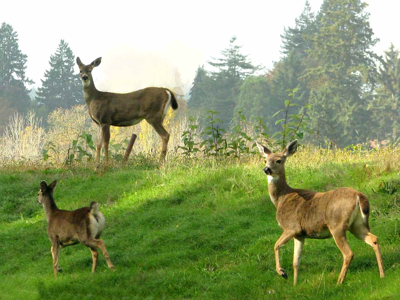 Deer Park Mountain View RV Campsite