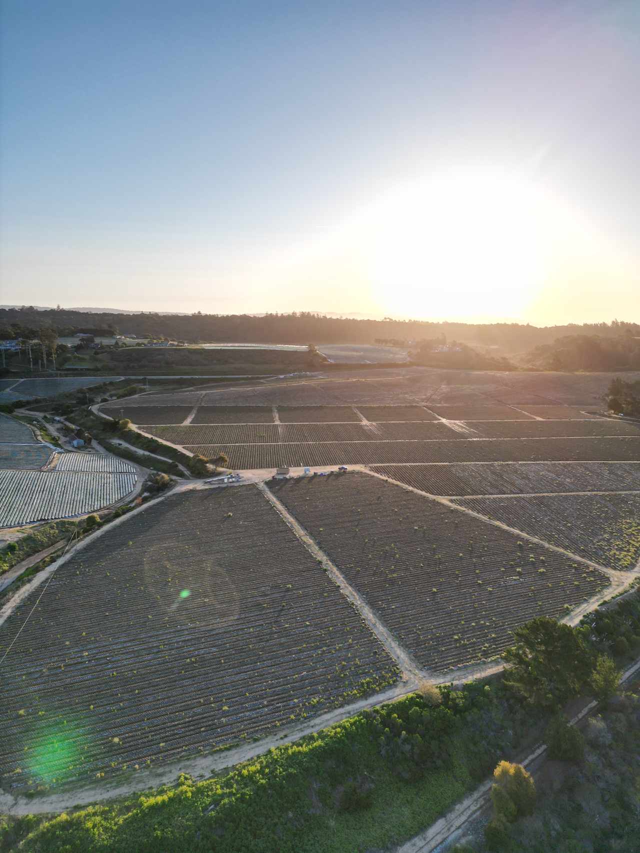 The view of the strawberry fields from the camp sites