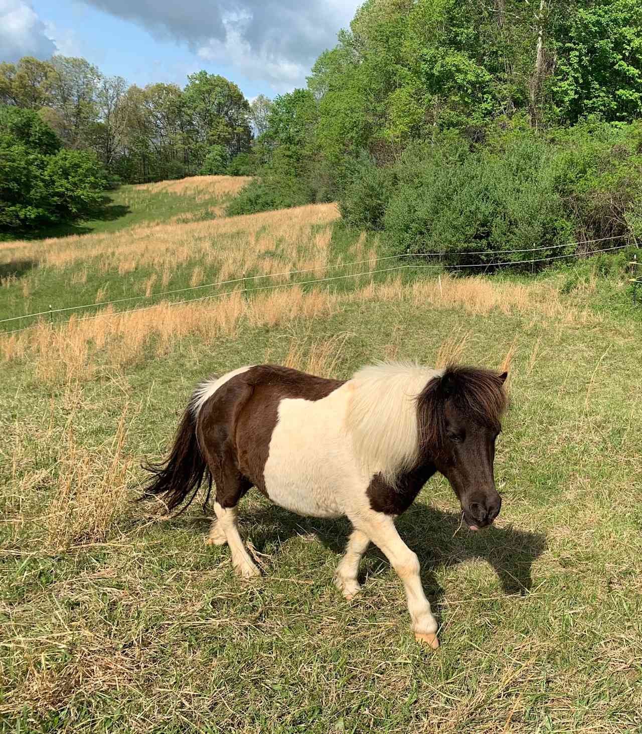 George - Shetland Pony