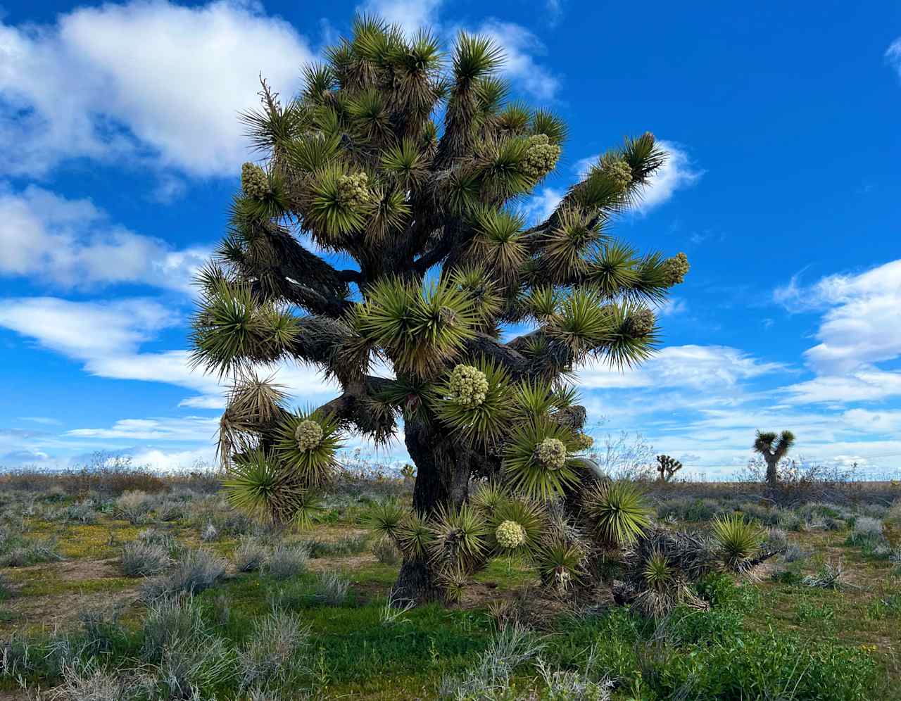 High Desert, Joshua Trees, & Views