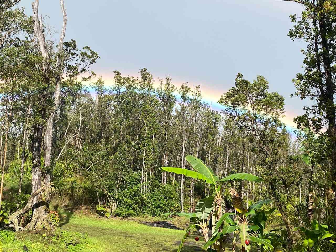 Hawaiian Rainforest Glamping