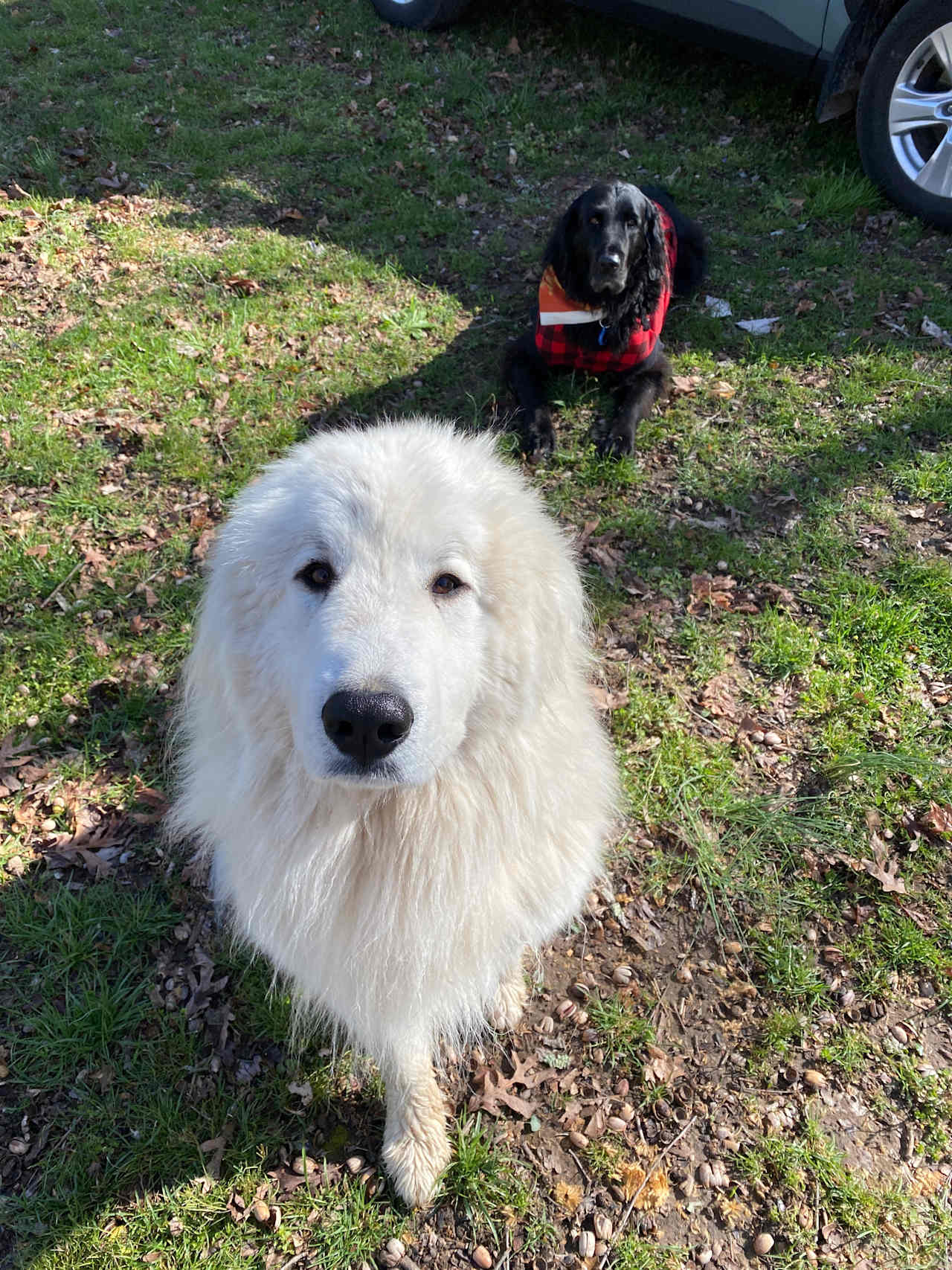 This is the campground dog, Chance! He is sweet as pie- great with dogs and people! Even our slightly grumpy old dog enjoyed his company. 