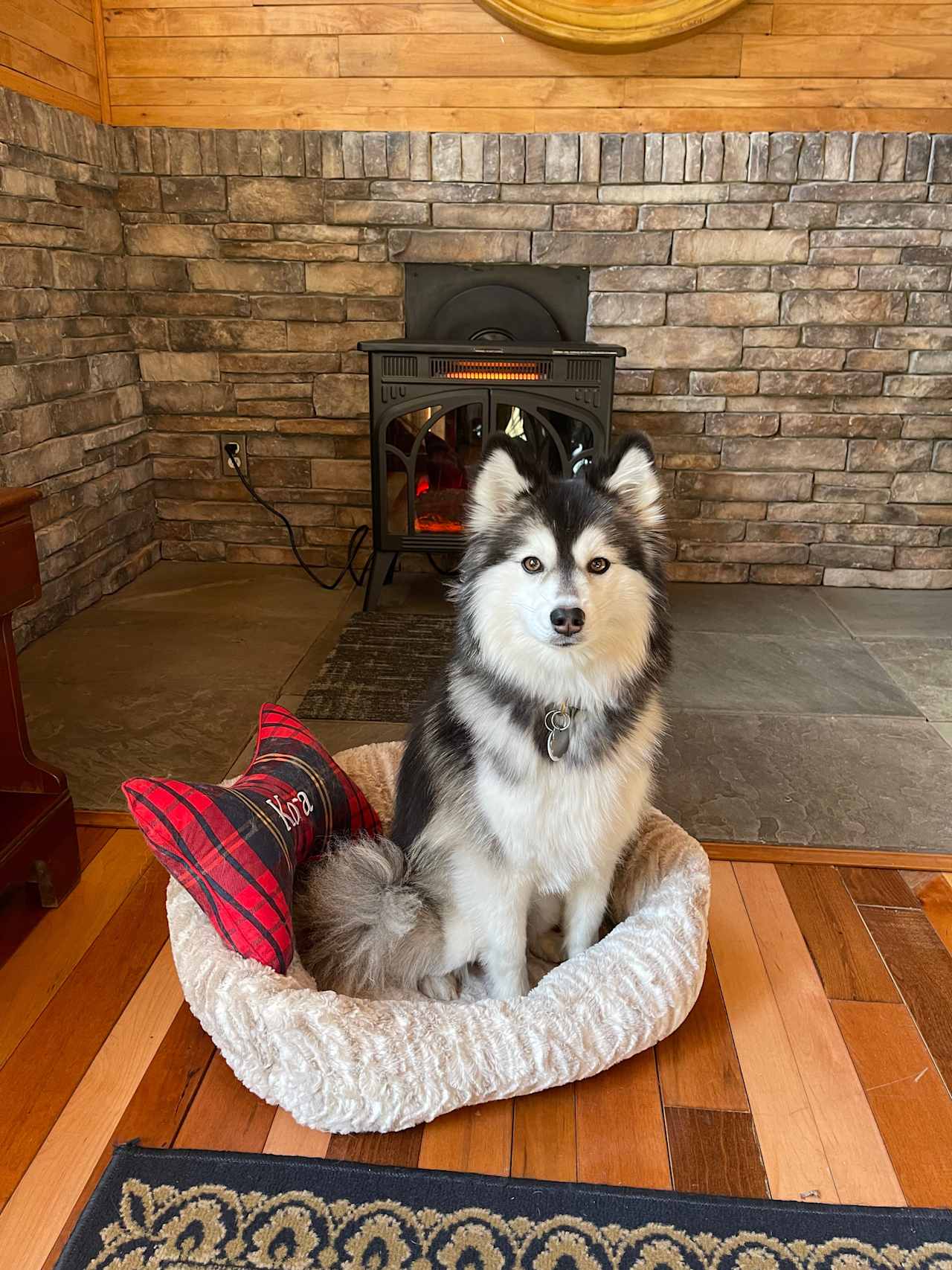 Kora posing in front of her favorite spot in the house