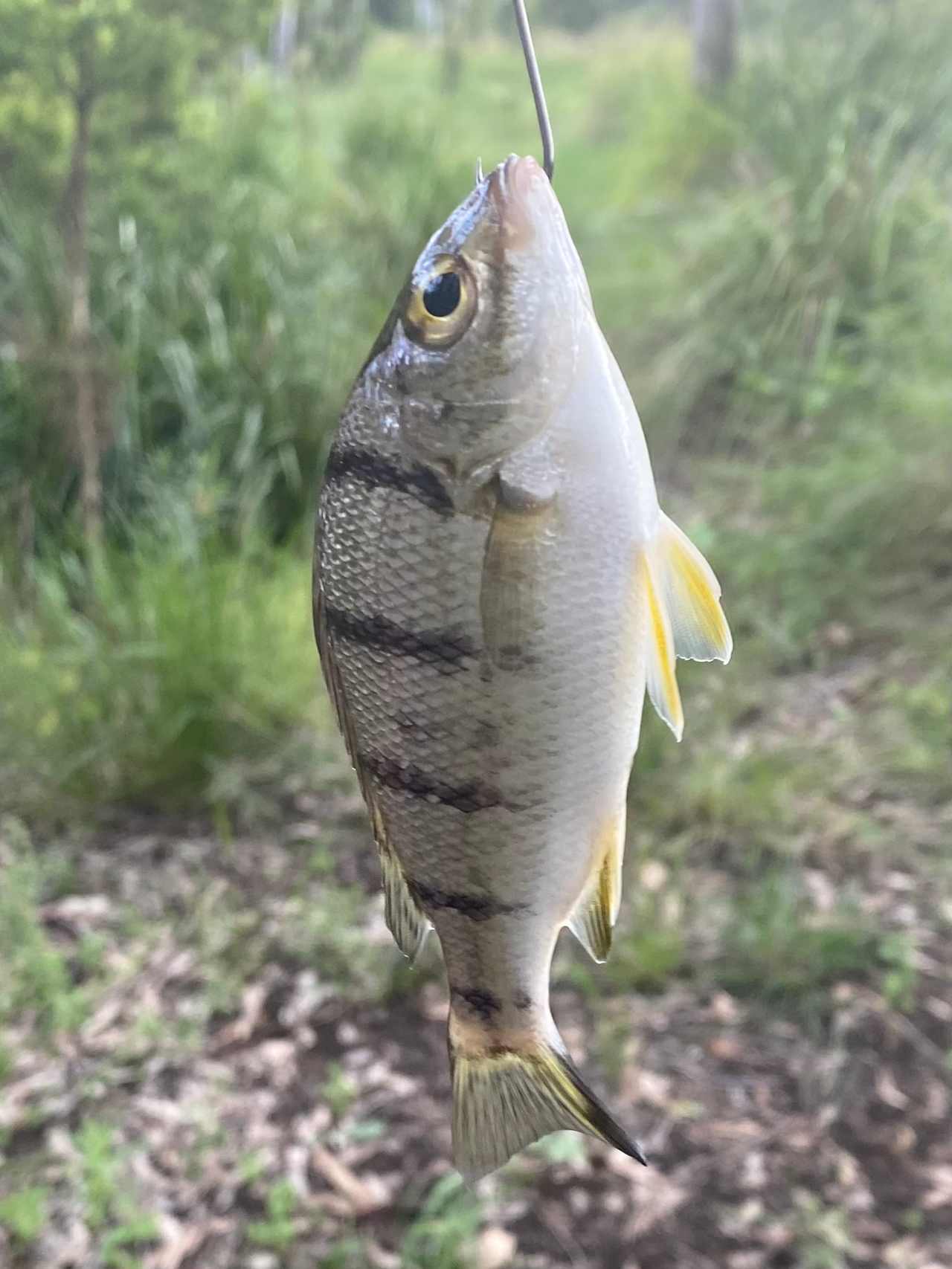 Paradise Lost on the Burnett