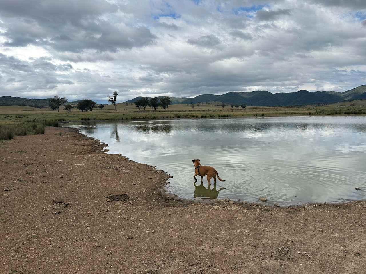 Plenty of places to walk the dog. 