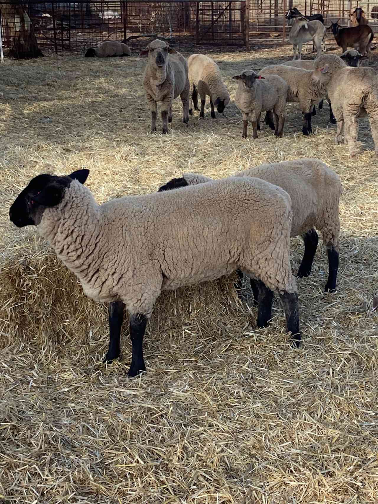 Cartapo Creek - Hobby Farm