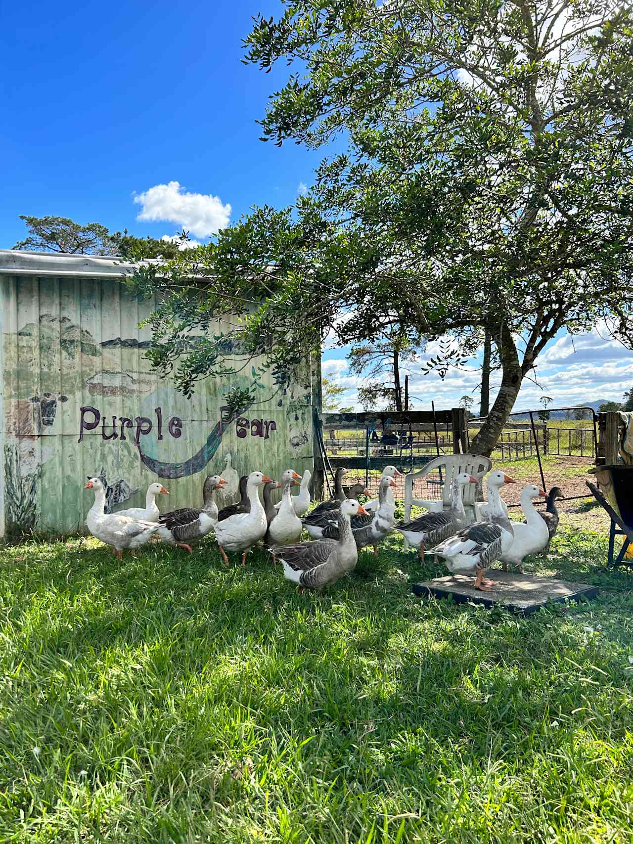 Purple Pear Farm Camping & RV's