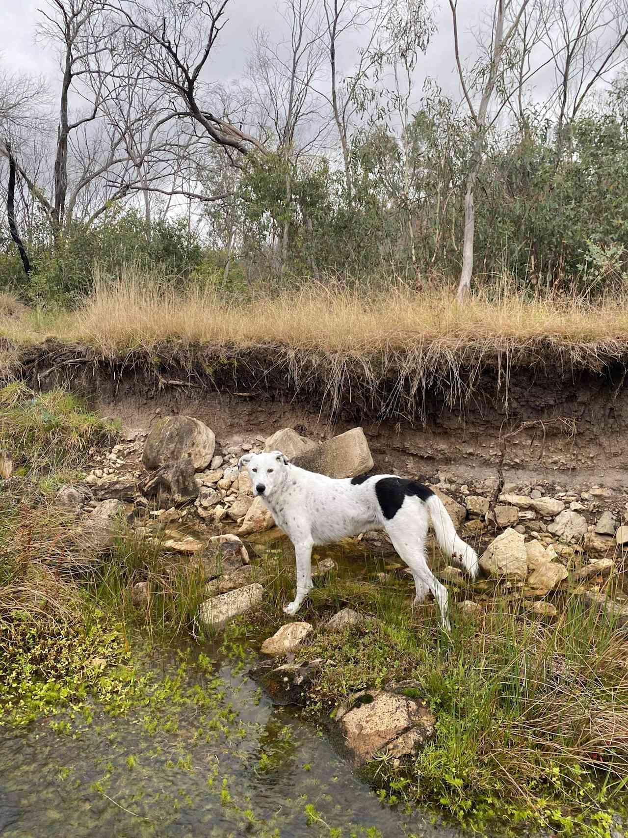 Two Creeks Meet