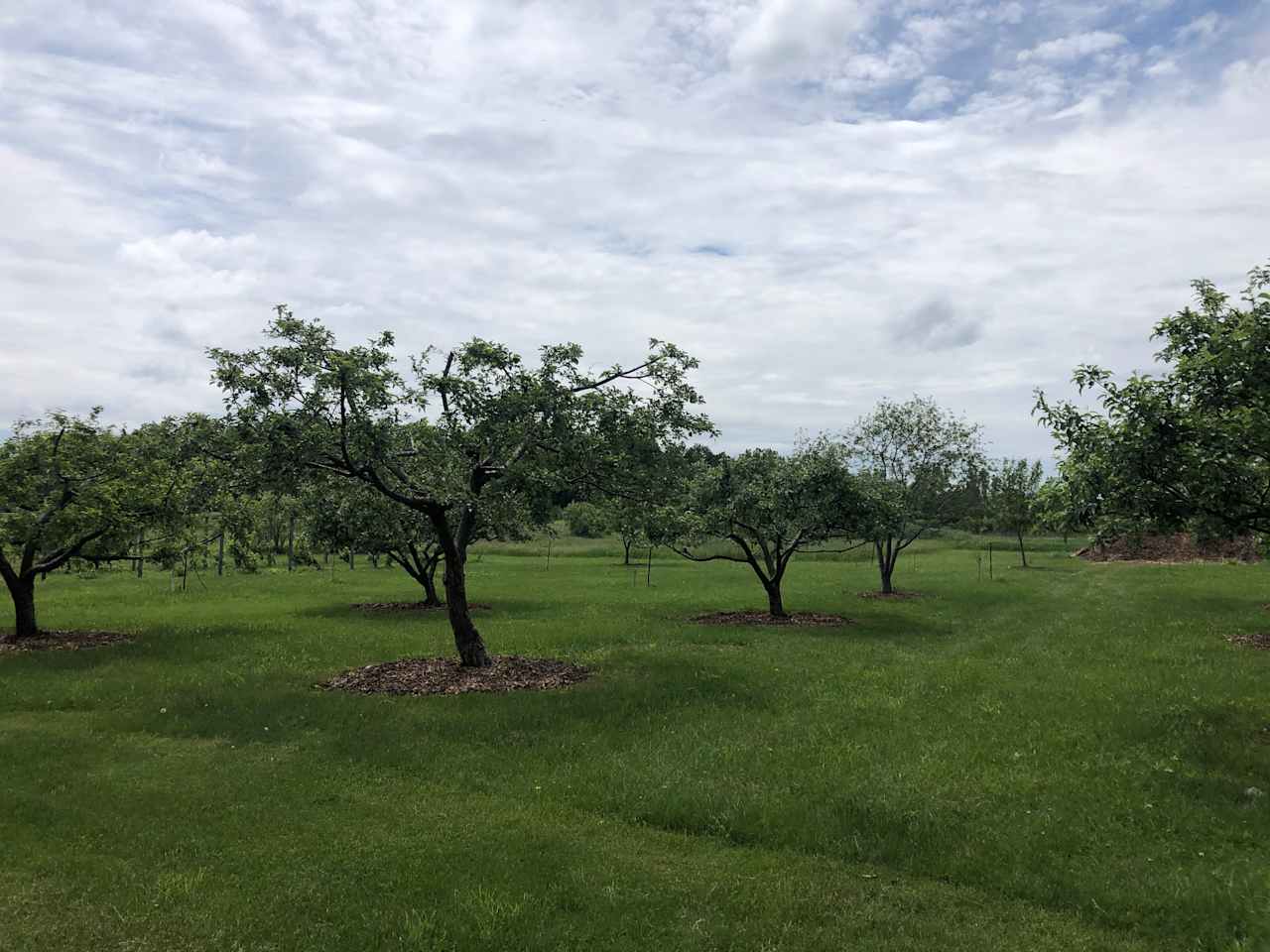 Apple Meadow Farm