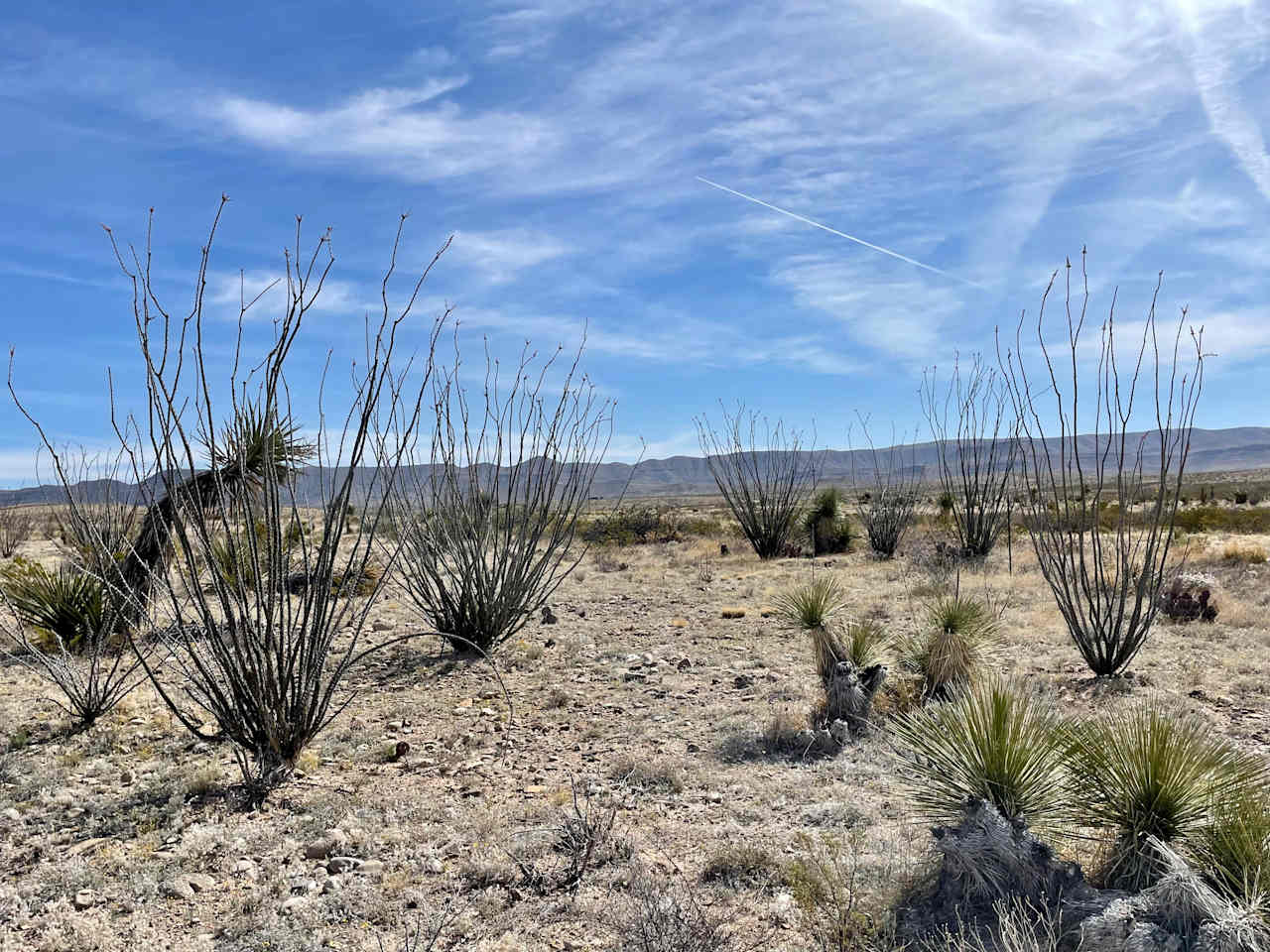 Great desert views in all directions. Those ocotillo are about to bloom!